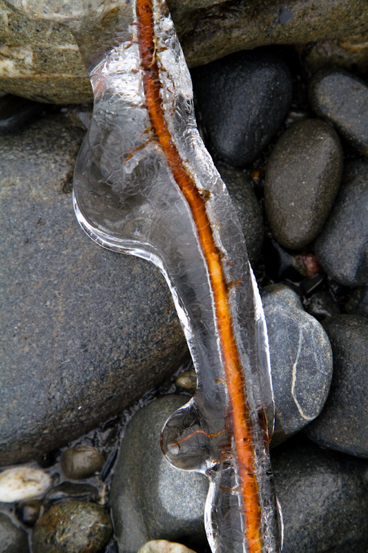 Branch Coated In Ice